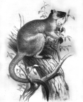 Lumholtz's_Tree-kangaroo.jpg